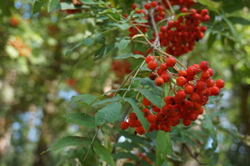 ashberry branch