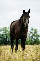 Portrait of black horse in summer