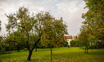 Apple trees surrounded by apples lying on the grass