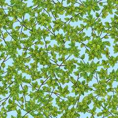 Бесшовная векторная текстура зеленой древесной листвы с ветками на фоне неба