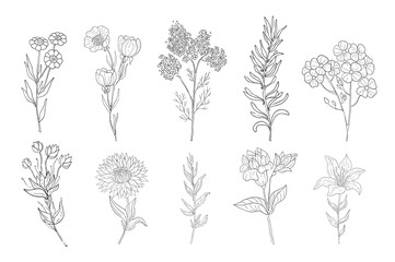 Hand drawn medical herbs, line drawing plants, floral background