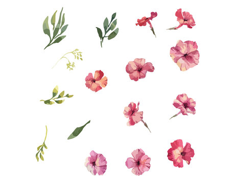 Phlox flowers hand drawn watercolor colleclion