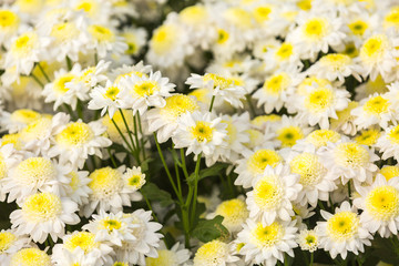 Obraz premium Flowers, flowers chrysanthemum, Chrysanthemum wallpaper, 