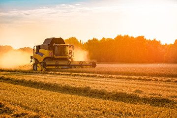 Obraz premium big combine harvester threshing in the sunset.