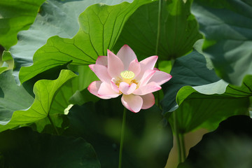 ハスの花　花ハス　ハス　蓮　はす　夏の花