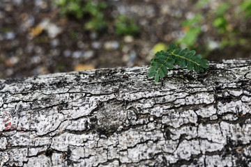 Closeup of tree bark wallpaper