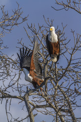 Obraz premium African fish eagle in Kruger National park, South Africa ; Specie Haliaeetus vocifer family of Accipitridae