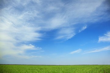 Obraz premium Green field with beautiful sky on sunny spring day