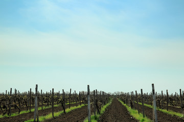 Fototapeta premium View of vineyard on sunny day