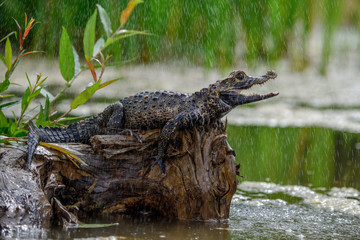 Black caiman (Melanosuchus niger) Amazon rainforest, Brazil