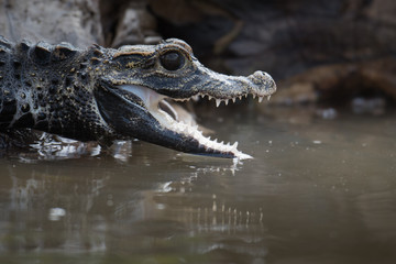 Black caiman (Melanosuchus niger) Amazon rainforest, Brazil