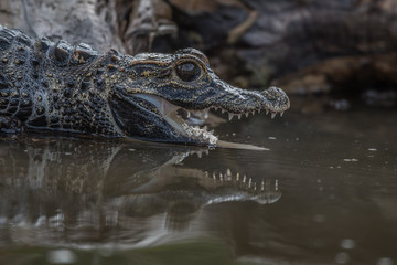 Black caiman (Melanosuchus niger) Amazon rainforest, Brazil