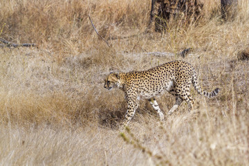 Cheetah in Kruger National park, South Africa ; Specie Acinonyx jubatus family of Felidae