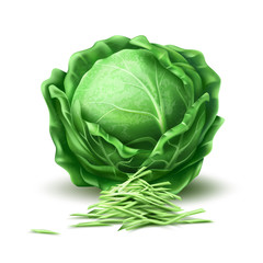 Vector realistic cabbage vegetable