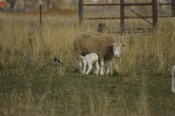 a flock of ewes with their lambs in a field on a farm during a particularly dry drought season in rural New South Wales, Australia