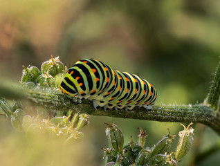 Gelb, schwarze Raupe des Schwalbenschwanz Schmetterlings