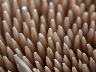 Fototapeta premium Toothpick