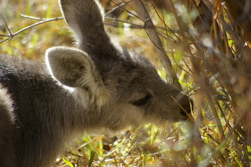 young red-necked wallaby feeding in a backyard during a very dry, drought stricken season in rural New South Wales, Australia