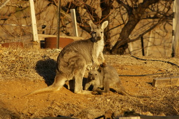 young red-necked wallaby feeding from it's mother in a backyard during a very dry, drought stricken season in rural New South Wales, Australia