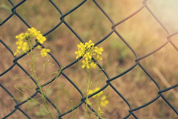 Yellow flower on a background of a metal lattice