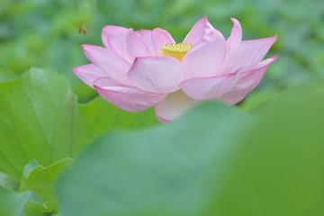 Fototapeta premium 古代ハス（大賀ハス）の花が咲く