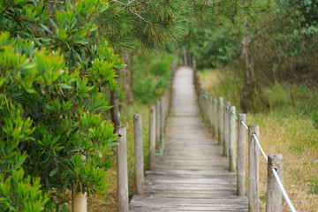 Wooden bridge is the road in the forest. It's the northern Portugal