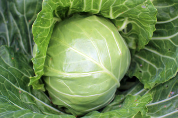 Fototapeta premium Cabbage in the garden. Head of green early cabbage.