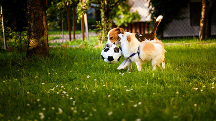 Beagle and german spitz klein playing together and running in green park garden outdoors in summer
