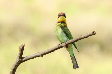 Chestnut-headed bee-eater or Merops leschenaulti perching on tree branch , Thailand