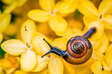 Snail on Yellow Flowers