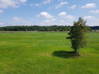 Panorama z wieży widokowej na rozlewiskach w okolicach Białowieży w Polsce