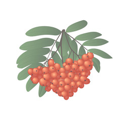 Vector Rowan Colorful Illustration Isolated on white Background.