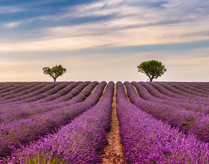 Fototapete Lavendel Dämmerung in einem Lavendelfeld in Valensole in der Provence, Frankreich