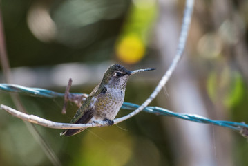 Adorable hummingbird perched on branch hanging over barbed wire strand.