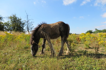 Horse in a field