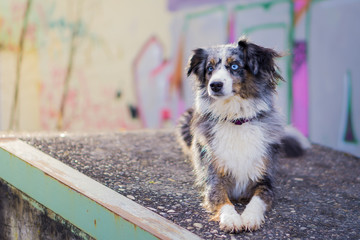 Mili the Miniature Australian Shepherd, Urban Dog, Graffiti