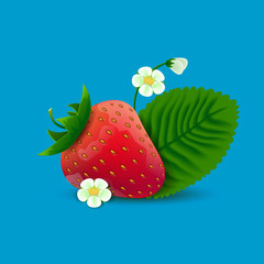 Vector realistic red strawberry, leaves and flowers on blue gradient background