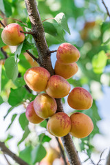 Ripe apricots on the orchard tree in the garden.