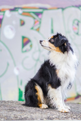 Nala the Miniature Australian Shepherd, Urban Dog, Graffiti