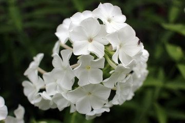 Blossoming snow white phlox in summer garden. Close-up.