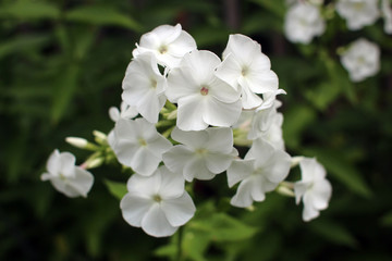 Fototapeta premium Blossoming snow white phlox in summer garden. Close-up.