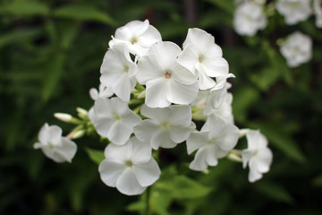 Blossoming snow white phlox in summer garden. Close-up.