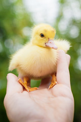  A little girl is holding a duckling in her hands. Nature.