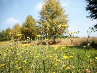 Obraz premium Yellow flowers on a sunny spring day.