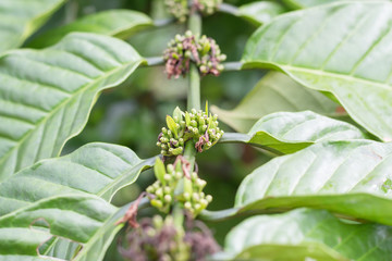 Unripe green coffee berries on the branches