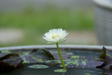 Beautiful lotus flower