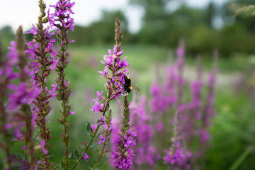 pollination of purple flowers by bumblebee during summer in the countryside of france