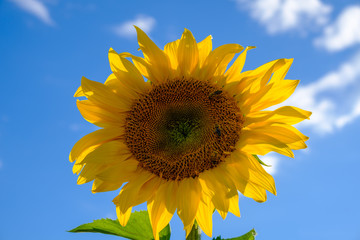 Sonnenblume im Gegenlicht vor blauem Himmel