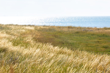 Marrum grass, beachgrass, ammophila arenaria thrive in harsh coastal and sandy locations and used in the thatching industry