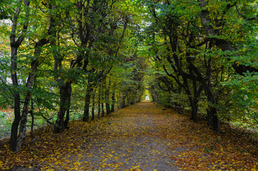 Nature Landscape in Beautiful Autumn Colors